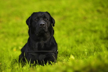 black Labrador Retriever lying