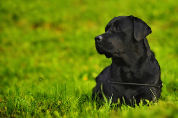 Labrador Retriever lying in bright green grass