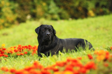 purebred black dog Labrador Retriever