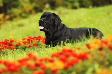 black dog Labrador Retriever is among the flower