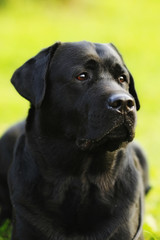 dog black Labrador Retriever portrait