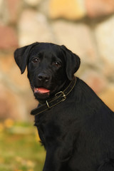 black puppy Labrador retrievers closeup