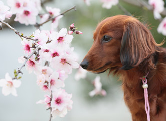 ダックスフンドとアーモンドの花