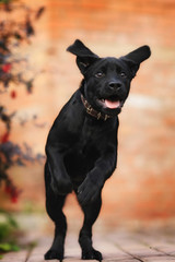 Happy funny black Labrador puppy