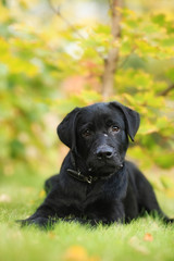 beautiful purebred black Labrador puppy