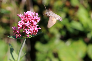 Hummingbird Hawkmoth feeding on Red Valerian flowers, Morrab Gardens, Penzance, Cornwall, England, UK.