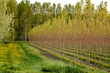 Poplar trees of different ages