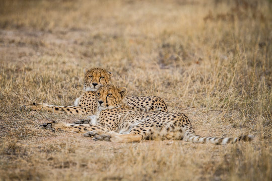 Two laying Cheetahs