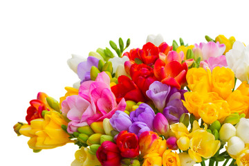 Fresh freesia flowers
