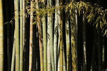 Bambusgarten, Garten, Park, asiatisch, Ruhe