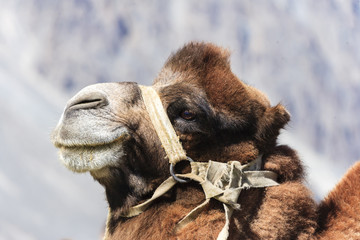 Camel at India