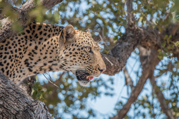 Fototapeta premium Side profile of a Leopard