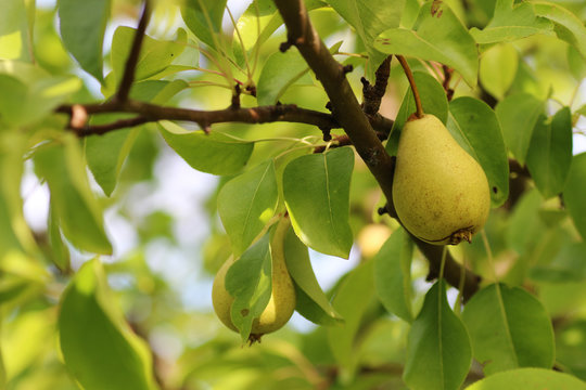 Harvest pears on the tree