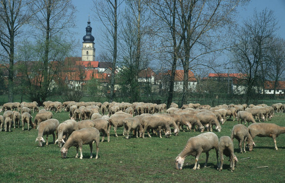 D, Bayern, Unterfranken, Grabfeld, Milzgrund, Schafherde vor Irmelshausen, Kirchturm