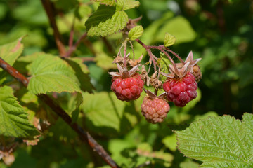 Raspberries in the garden