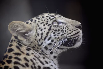 Abwaschbare Fototapete Panther Panther