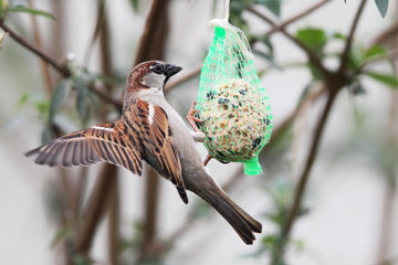 Haussperling (Passer domesticus)