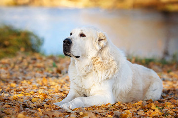 Среднеазиатская овчарка