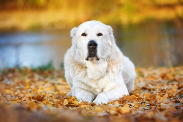 Среднеазиатская овчарка
