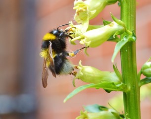 Bumble bee and Yellow Foxglove.