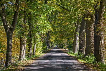 Eichenallee im Herbst