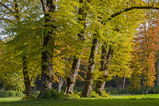 Herbstwald