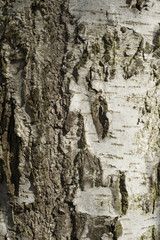 birch texture