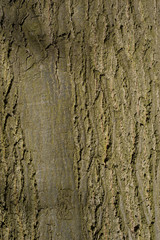 wood texture