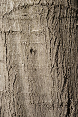 wood texture