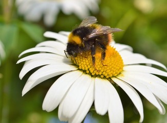 Bumble bee and Oxeye Daisy.