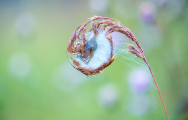 Ammen-Dornfinger im Schlafgespinst © Rainer Fuhrmann