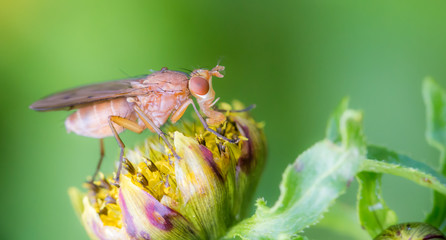 Fliege auf einer Blüte