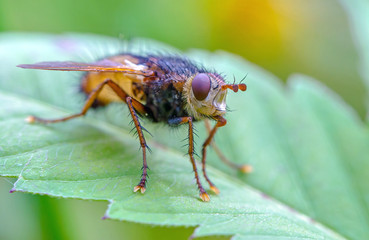 Raupenfliege auf einem Blatt