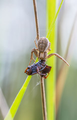 Krabbenspinne mit Beute