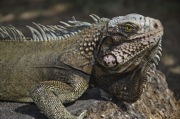 Caribe, Carenero, Iguana sobre el tronco de una palmera.