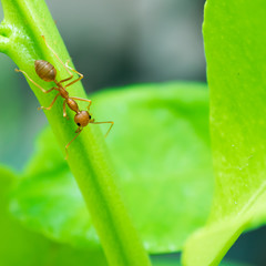 One orange ant walking on tree.