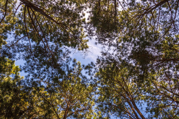 Fototapeta premium Pine trees.