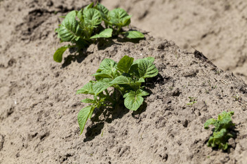 potato field. close-up  