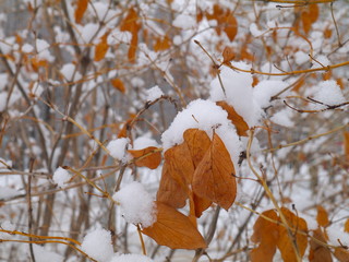 wilted dead leaves on shrub covered with snow, winter, hibernation, snowcap, shallow depth of field