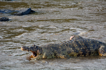 Dead crocodile in Mara River, Maasai Mara Game Reserve, Kenya