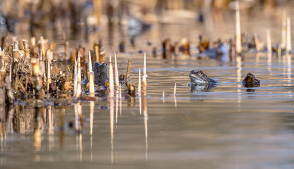 Froschbiotop zur Paarungszeit