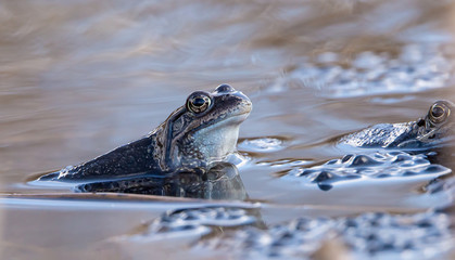 Paarung der Moorfrösche in einem schlammigen Teich