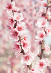 Tree flower in a springtime