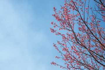 Rosy Trumpet-tree