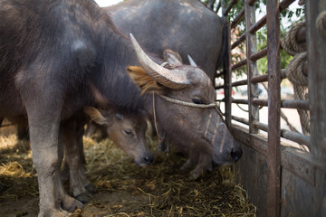 buffalo before give to Thai Farmer
and they promise don't kill them 