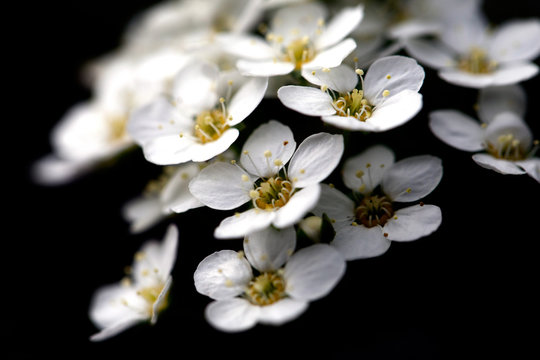 Hawthorn flowers on a black background.