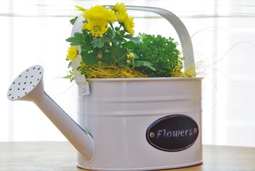 yellow flowers in white, decorative metal watering can