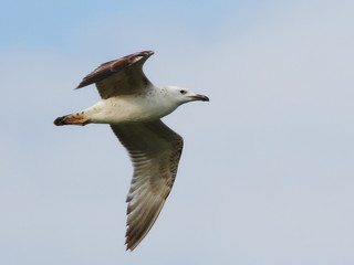 Common Black-headed Gull  in flight ( Larus ridibundus )