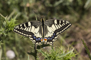 Papilio machaon, Swallowtail butterfly from Italy, Europe