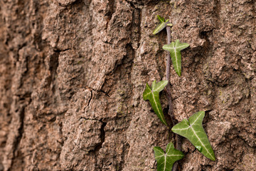Efeu auf Eichenrinde